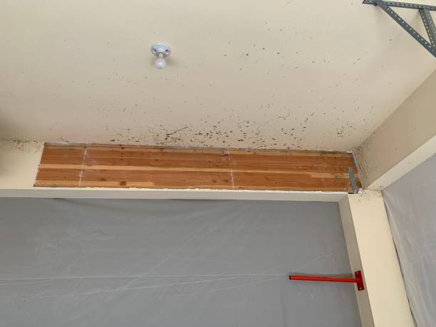 Mold Documentation for Insurance Claims in Horseshoe Bay, TX